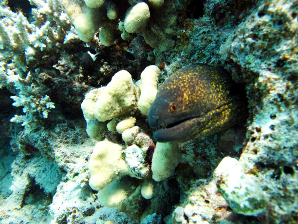 moray
