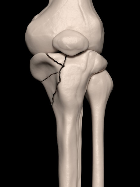 tibia