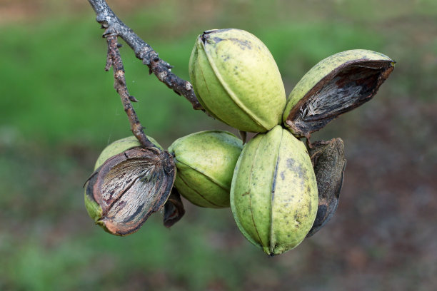 pecan