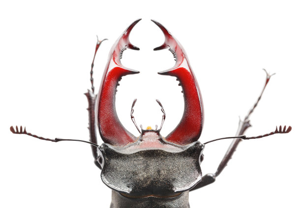 horned