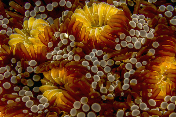 大星珊瑚