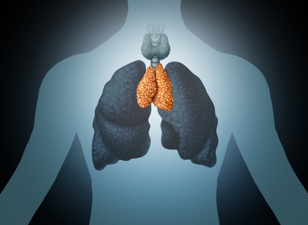 thymus