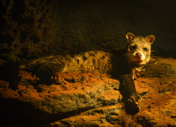 civet