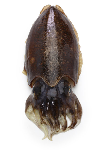 ika