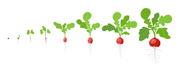 radishes