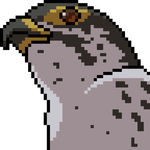 hawk