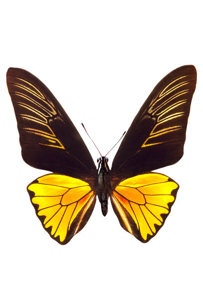 ornithoptera