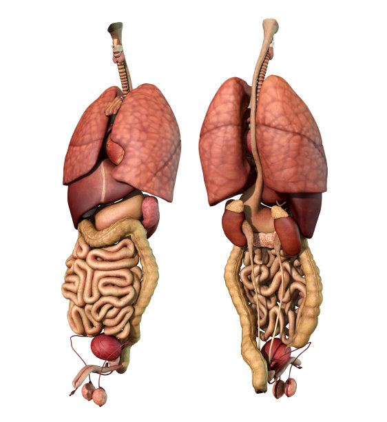thymus