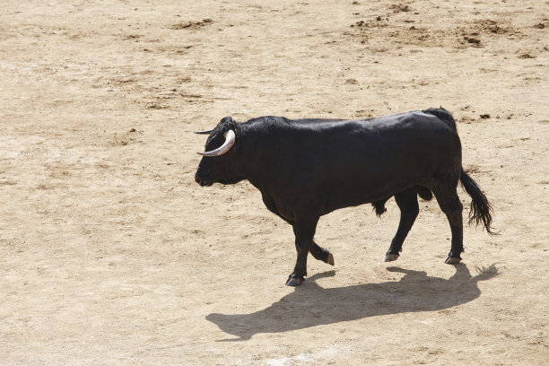 toro