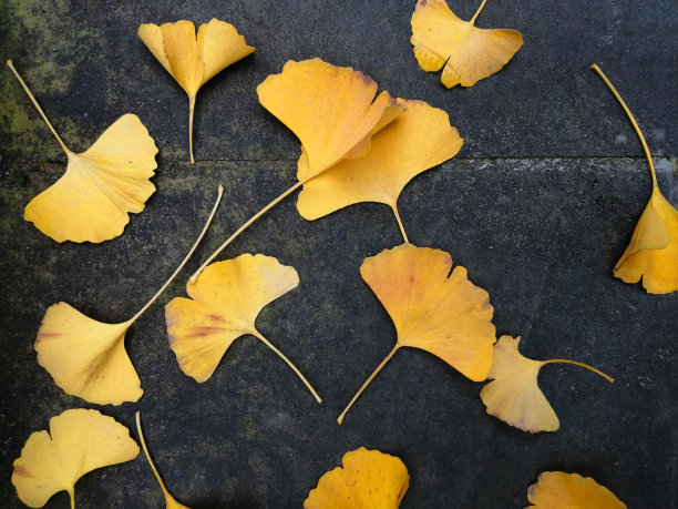 叶子,秋天,季节