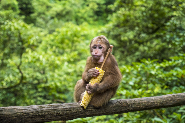 macaca