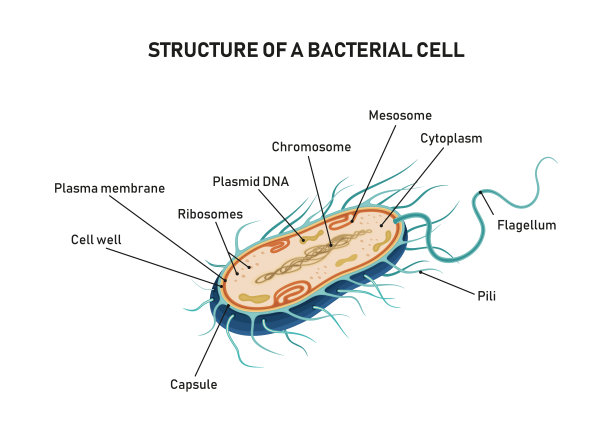 bacteria