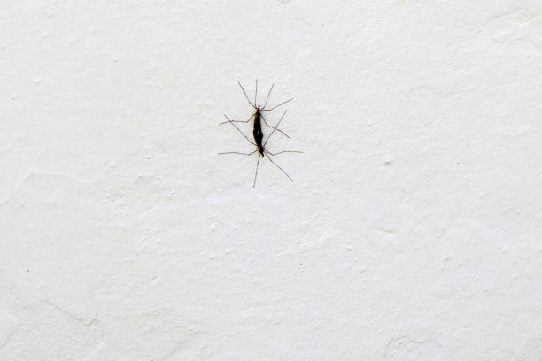 两只蚊子