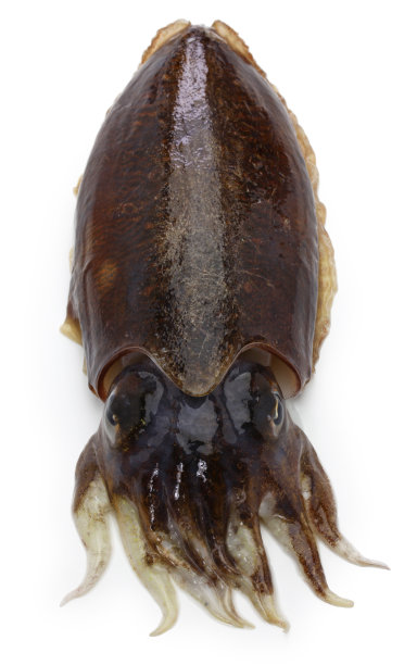 ika