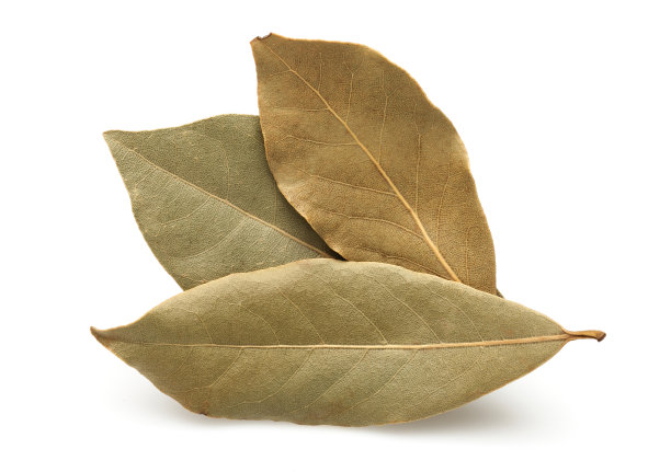 laurel