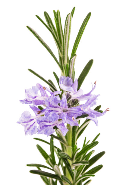 rosemary