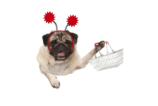 pug