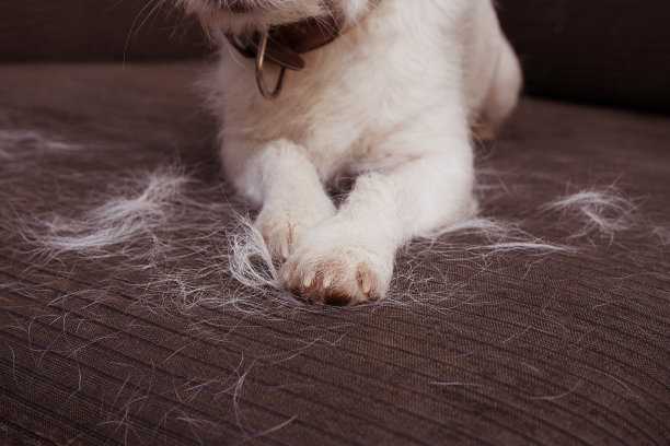 feathers