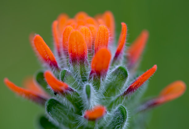 hawkweed