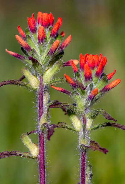 hawkweed