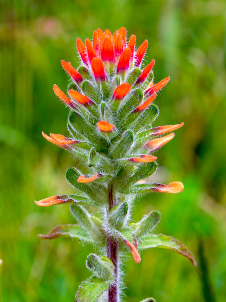 hawkweed