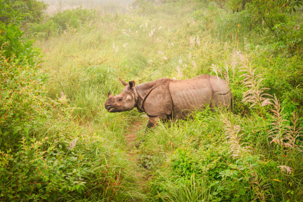 chitwan