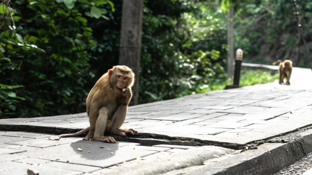 monkey-nut