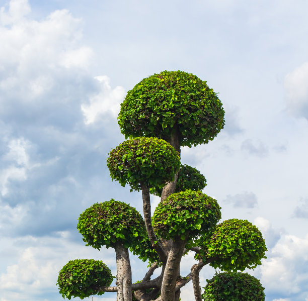 花卉造型蘑菇