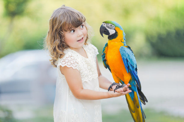 macaw