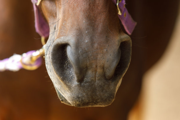 muzzle