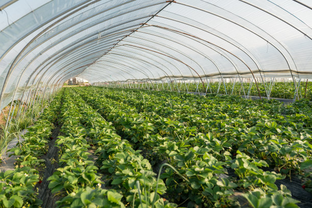 greenhouse
