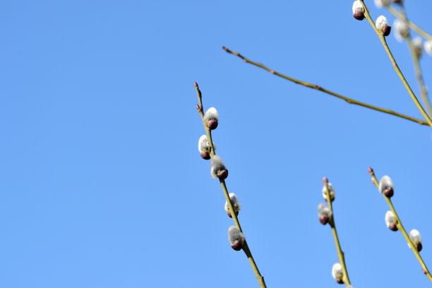飞絮柳,花簇,嫩枝