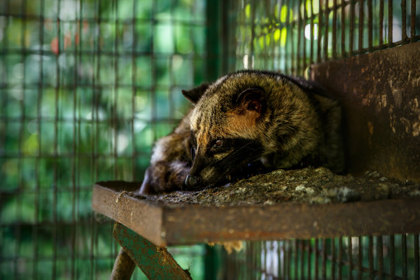civet