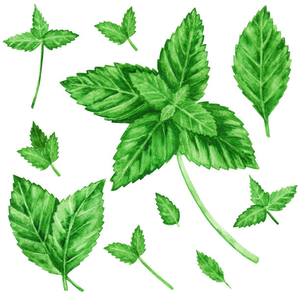 spearmint