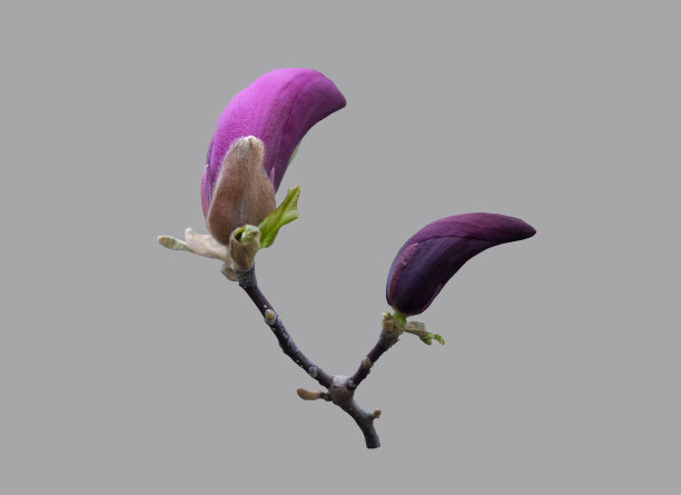 玉兰类,花簇,鲜花盛开