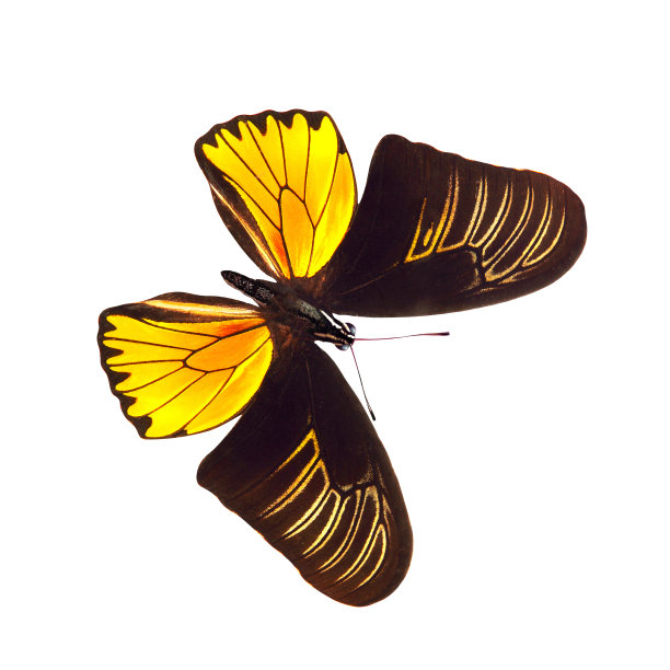 ornithoptera