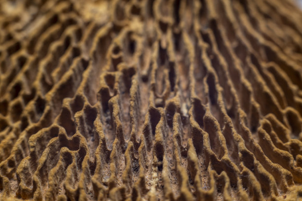 gills