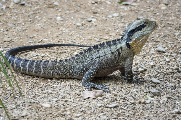 physignathus