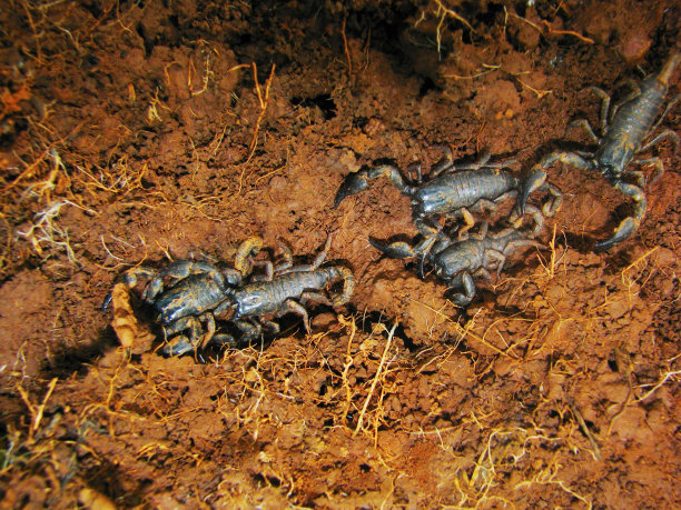scorpio