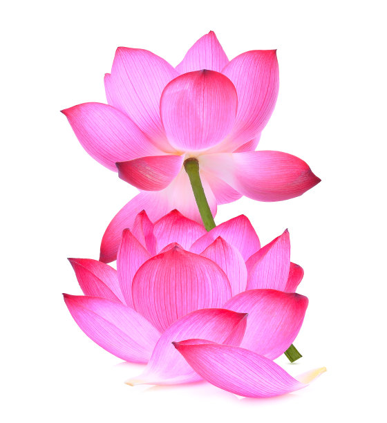 百合花,花簇,睡莲