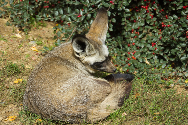 otocyon