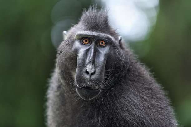 ape