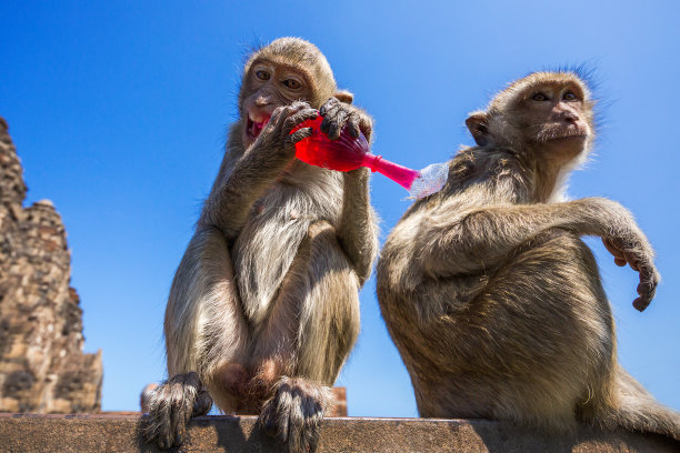 monkey-nut