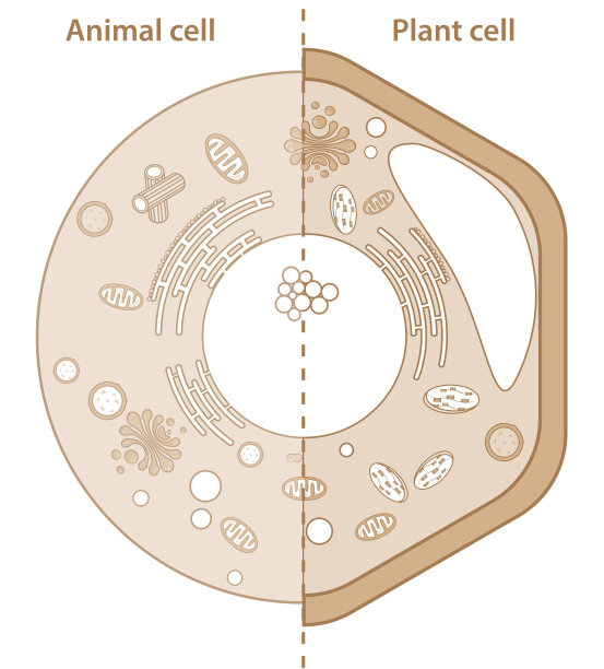 cells