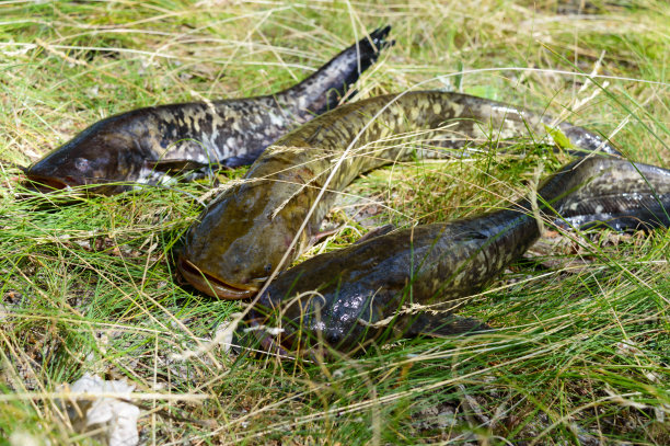 catfish