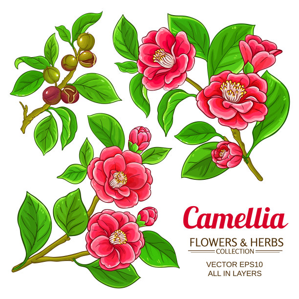 山茶花插画