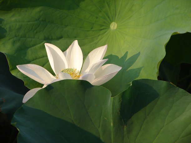 花簇,仅一朵花,花