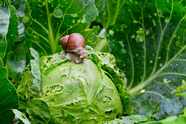snail