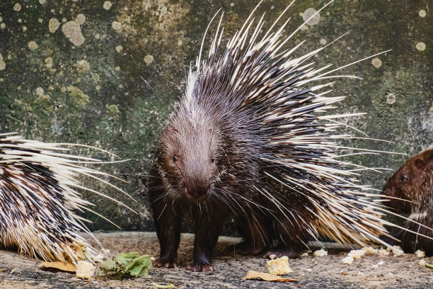 spiked