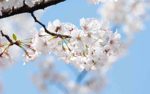 南京樱花